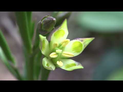 リンドウ科 植物