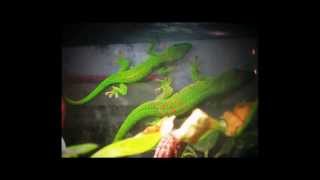 The Zoo Keeper, Rhumba, Music for Adults And Children, Fun Song For Animal and Pet Lovers