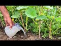 My Plants EXPLODED After This Homemade Fertilizer HUGE Harvest