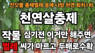 고추모종 심기전 이거해주면 벌레 씨가마르고 고추가 폭풍성장! #고추재배 #고추키우기 #고추수확 #총체벌레퇴치…