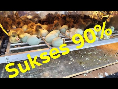 , title : 'Berhasil 90% menetaskan telur bebek dengan menggunakan mesin penetas otomatis //egg incubator duck'