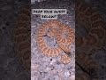 Can you ID this snake correctly?? Drop the ID below!! #snake #rattlesnake #viper #rattler #oklahoma