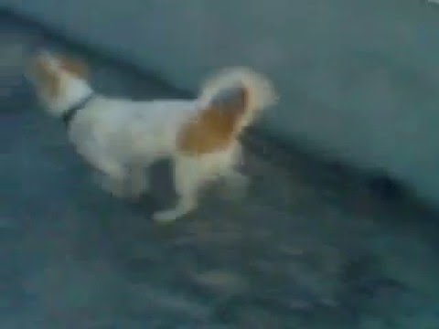 Dog excited to see owner