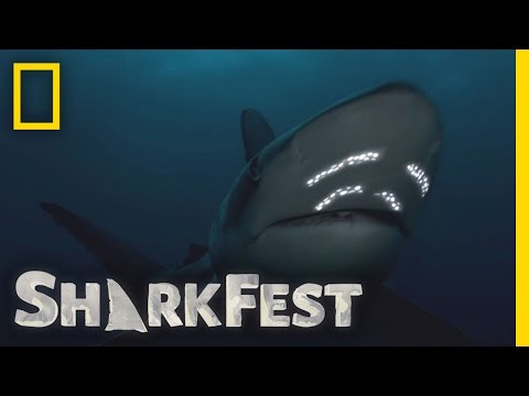 Battle in the Bait Ball | SharkFest