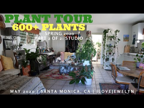 Spring 2020 Plant tour 600 plants: My studio Part 2 of 2 | May 2020 | ILOVEJEWELYN