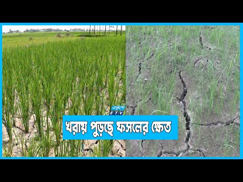 অনাবৃষ্টিতে ব্যহত আমনের চাষাবাদ
