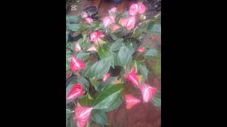 Download lagu ලිවියම් රෙඩ් පැළ පනහක් විසිපන්දාහට #0772106907 #gardening #gardenplants #gardentrees mp3 Download lagu ලිවියම් රෙඩ් පැළ පනහක් විසිපන්දාහට #0772106907 #gardening #gardenplants #gardentrees mp3