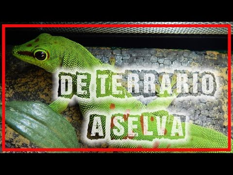 download lagu mp3 mp4 Repti Selva, download lagu Repti Selva gratis, unduh video klip Repti Selva