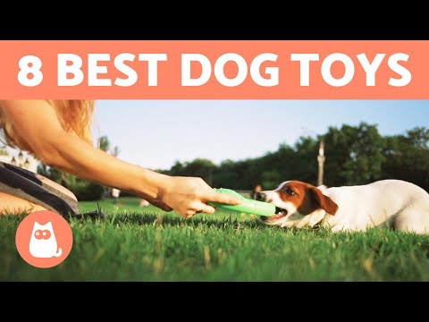 Environmental Enrichment for Dogs and Puppies - With Ideas for Your Dog