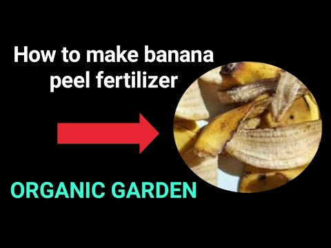 SO EASY TO MAKE banana peel fertilizer, here's a quick way.