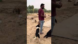 VOICE OF STRAY ANIMALS VOSAH