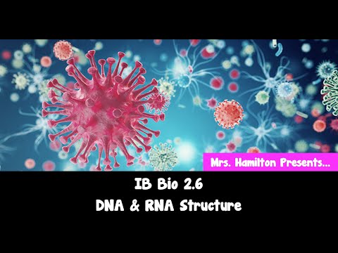 IB Bio 2.6 DNA & RNA Structure Notes