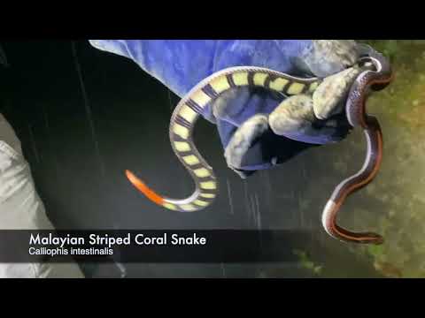 Herping Bukit Fraser (Fraser's Hill, Malaysia) | Future-Morphs