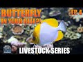 BUTTERFLYFISH In Your Reef Tank Livestock Series