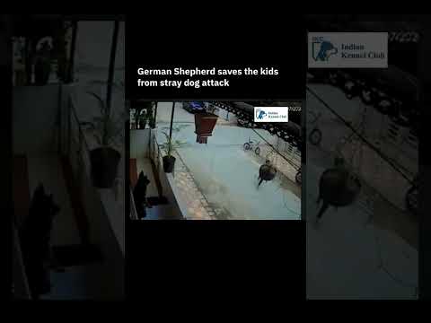 German Shepherd Saves Kids from Dog Attack #germanshepherd #rishikesh