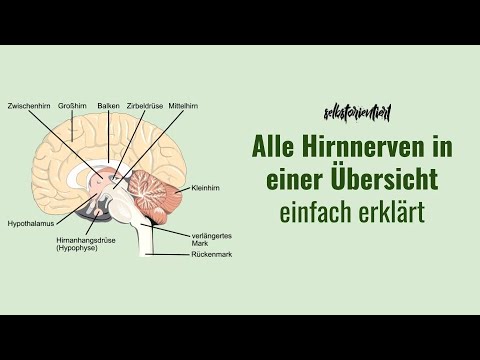 Übersicht über alle Hirnnerven! - Merkspruch | Liste | Qualitäten | Tabelle | N. trigeminus
