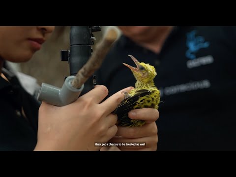 ACRES Wildlife Rescue Team: Hear From Their Hearts