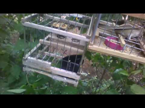 Caza de chingolito con trampera