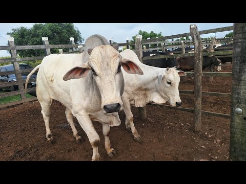 👨‍🌾Feira do gado do alto Sertão Monte Alegre Sergipe 23 julho 2026🌎