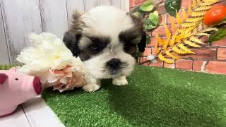 シーズーの動画01