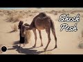 Shesh Pesh JR Tundra EXTENDED