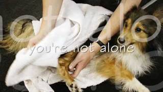 SHELTIE RESCUE - You're Not Alone