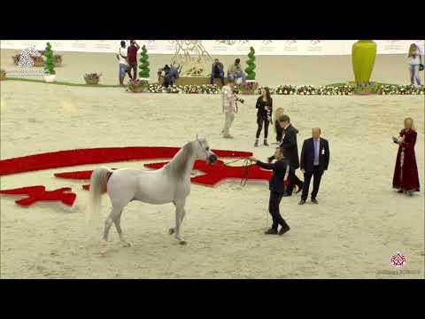 N 253 LVA MAXIMUS   Sharjah Arabian Horse Festival 2020   Stallions 10+ Years old Class 12