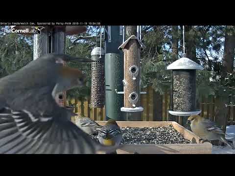 Pine Grosbeaks Soak Up The Sun In Ontario – Nov. 19, 2018