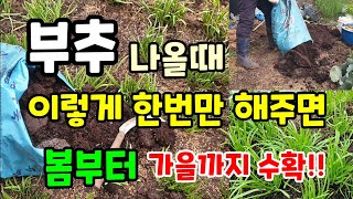부추를 굵고 연하게 키우려면 이걸해주면 지금부터 늦가을까지 수확합니다 #부추농사 #부추키우기