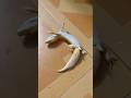 Funny moments #gecko #pets #lizard #reptiles #leopard #leopardgecko #funny #viralvideo