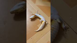 Download lagu Funny moments #gecko #pets #lizard #reptiles #leopard #leopardgecko #funny #viralvideo mp3 Download lagu Funny moments #gecko #pets #lizard #reptiles #leopard #leopardgecko #funny #viralvideo mp3