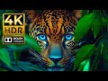 Stunning 4K ANIMAL Video Dolby Vision HDR 4K 60FPS Video Cinematic Sound