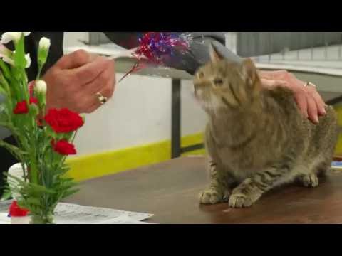 Manitoba Cat Club show