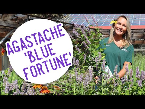 アガスタッシュ「ブルーフォーチュン」 植物