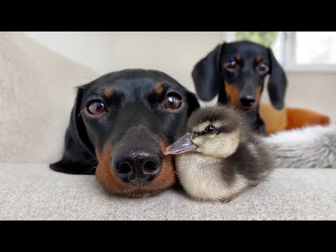 Loulou Mini Dachshund 7 years old.