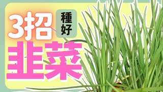 向投資大戶學習割韭菜 | 3招種好韭菜盆栽 | How to grow Garlic Chives |《葛斯怎麼種》49