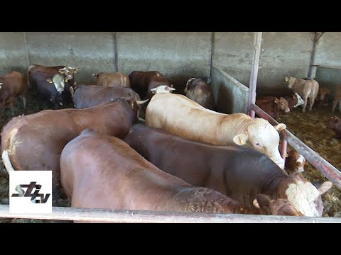 SBTV - SB INFO - LOŠE STANJE U HRVATSKOM TOVNOM GOVEDARSTVU - 13.03.2021.