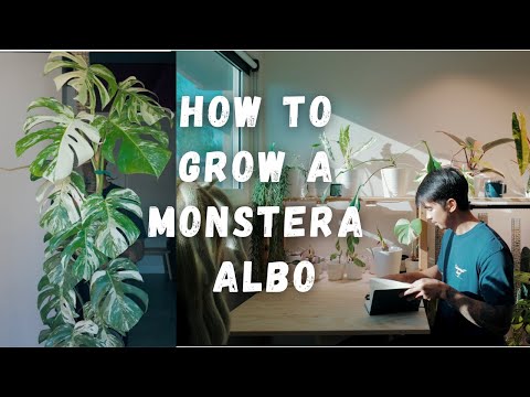 How to Grow a Monstera Albo! (Avoid Browning!!!)