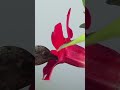 Colibri boit le Nectar d'une fleur tropicale