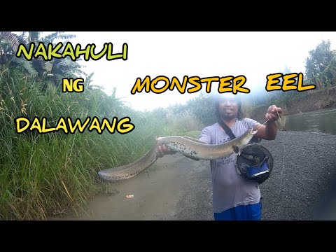 PALAKA MABISANG pamain sa MALALAKING igat,  subukan mo👍