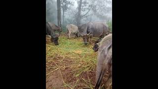 Download lagu Cuaca berkabut menambah dingin suasana #sobatngarit mp3