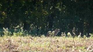 preview picture of video 'Turkey Bottom Predator Assassins at Ridgeway,Tx.'