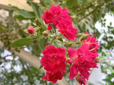 つるバラ「スーパーエクセルサ」 植物