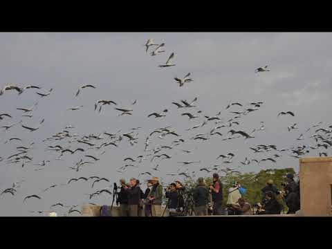 Bird Watching Rajasthan