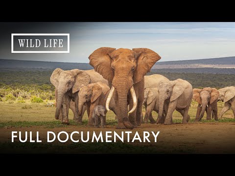 Why Are Elephants So Big? | Giants of the Natural World | Mind Of A Giant | Full Documentary