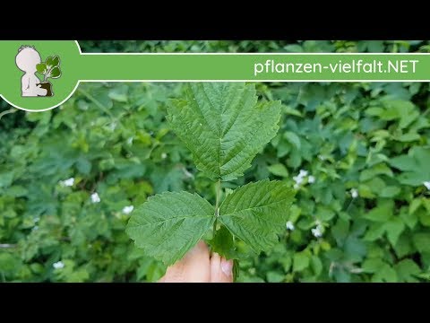 Kratzbeere - Blatt/Blätter - 12.05.18 (Rubus caesius) - essbare Wildpflanzen Bestimmung