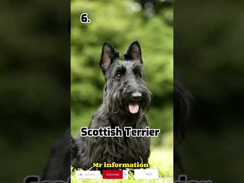 Top 10 Terrier Dog Breeds😳🔥#shortvideo #shorts #dogs #terrierbreed