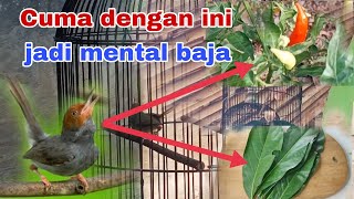 Download lagu Cara menaikan mental burung prenjak agar memiliki mental baja dan fighter. mp3