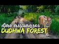 India S Best Safari For Huge Tigers Dudhwa National Park 4K