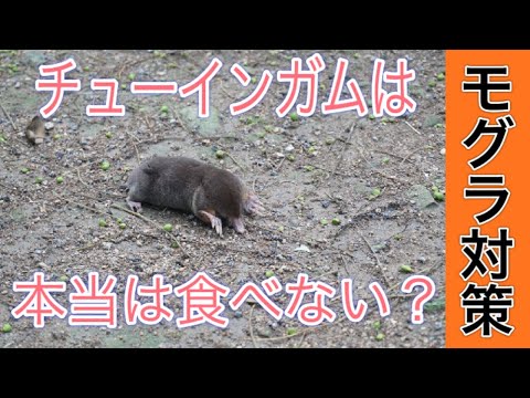コーヒーの出がらしはモグラを怖がらせるのでしょうか？最も効果的な祖母のレシピ  庭園